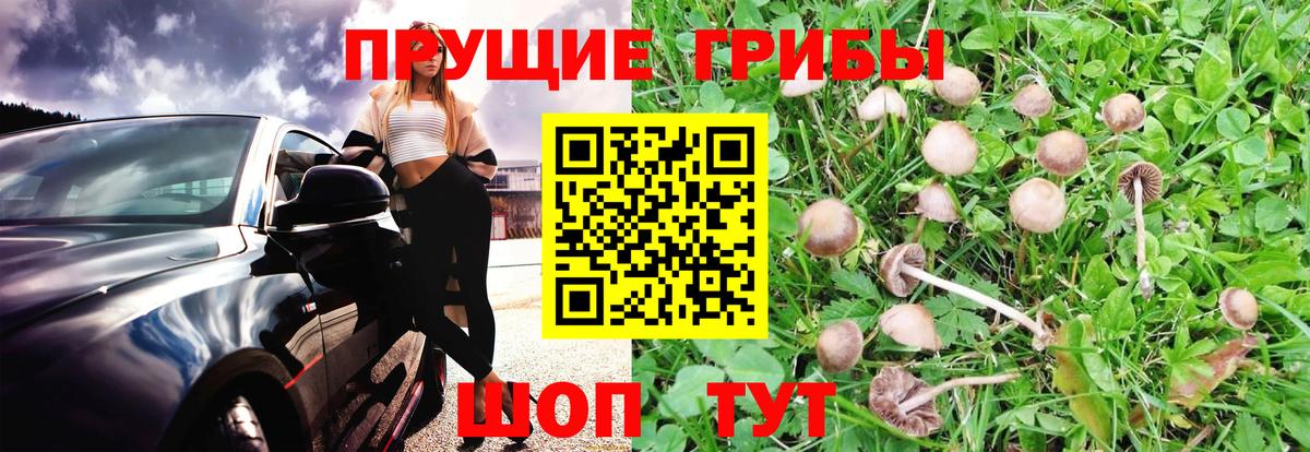 Галлюциногенные грибы GOLDEN TEACHER Калач-на-Дону